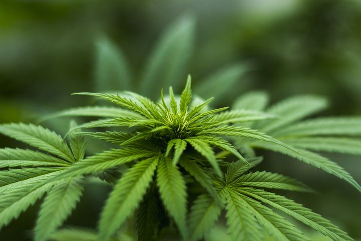Cannabinoid (CBD) in der Hanfpflanze