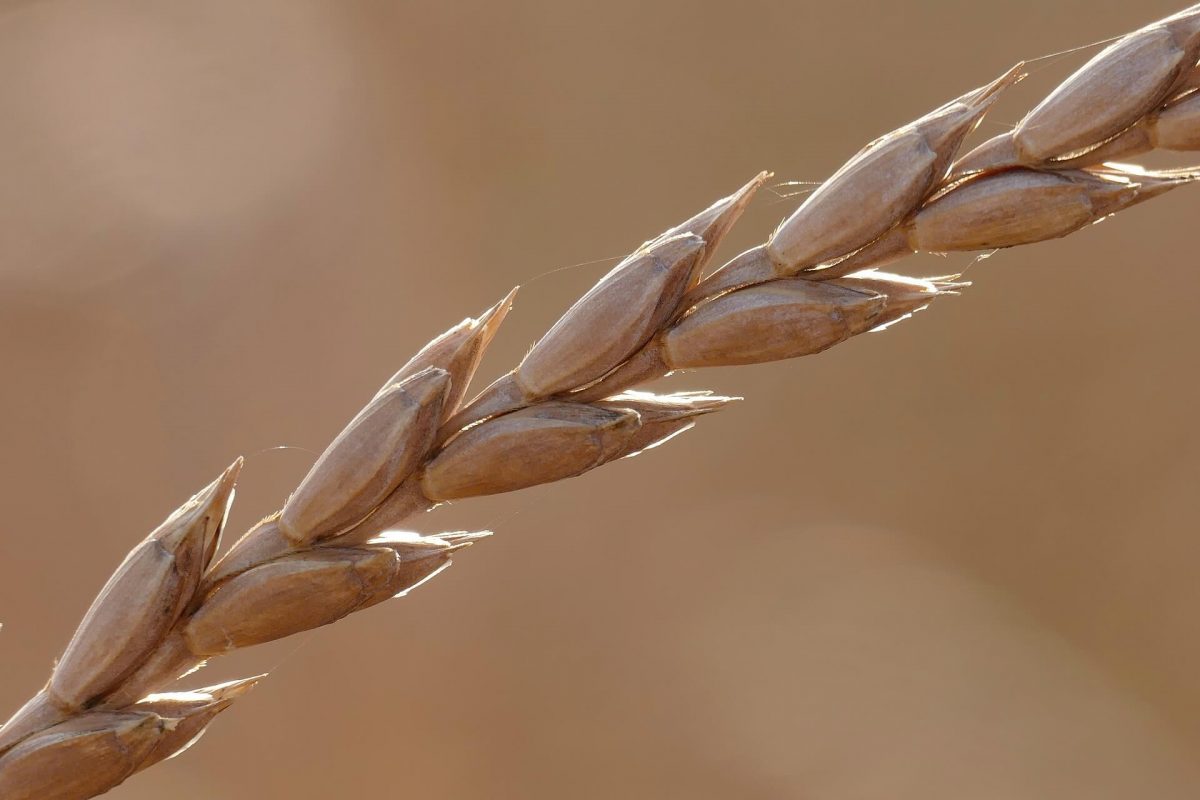 Welche Vitamine und Nährstoffe stecken in Dinkel?
