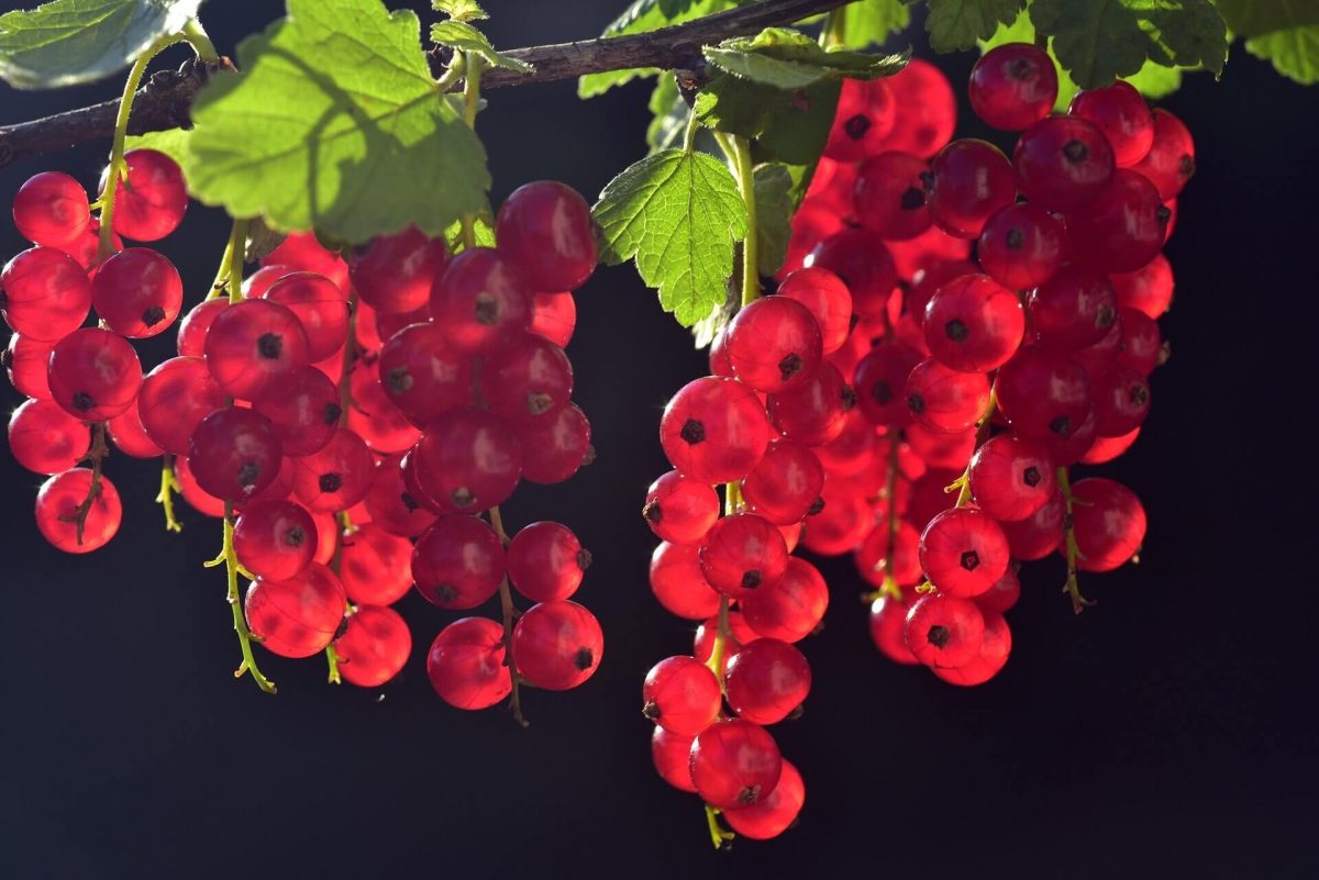 Welche Vitamine stecken in Johannisbeeren?