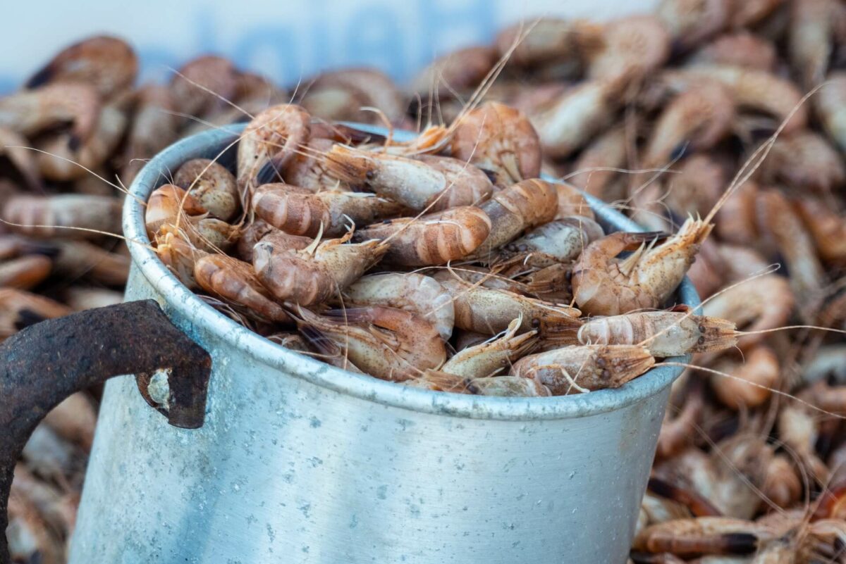 Krabben, eine Delikatesse voller Vitamine aus dem Meer