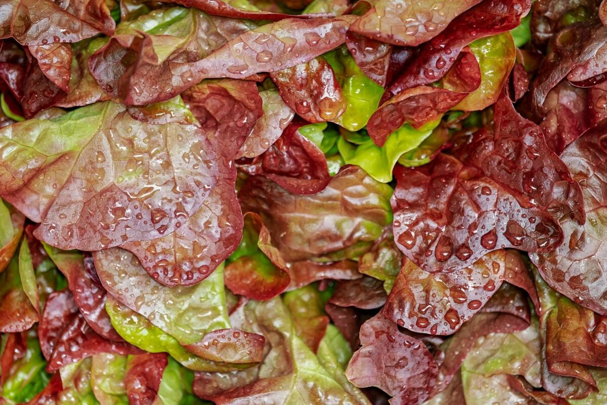 Warum Lollo Rosso der Pflücksalat ist, den Sie kennen sollten