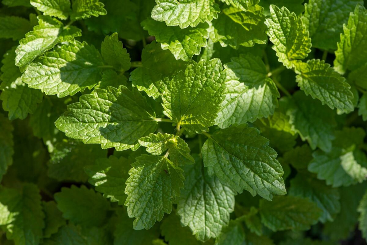 Zitronenmelisse – Nährstoffe, Vitamine und Infos im Überblick