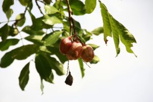 Akee Frucht Lebensmittel