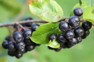 Aronia als Superfood