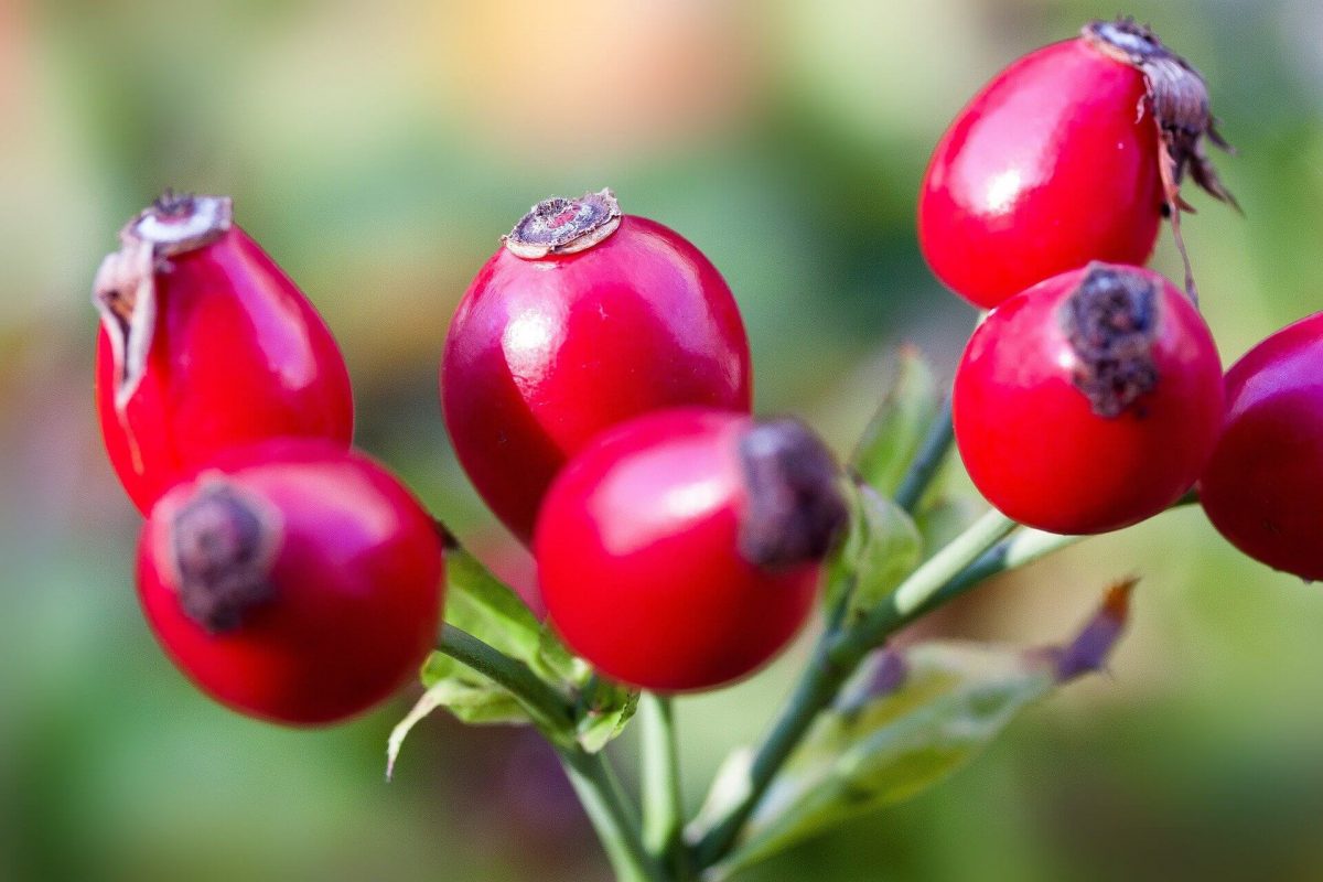 Die Hagebutte beinhaltet viel Vitamin C Ascorbinsäure