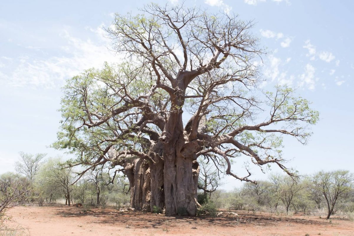 Affenbrotbaum Quelle des Baobab