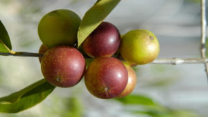 Camu-Camu Superfood