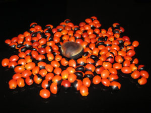 Guarana Samen