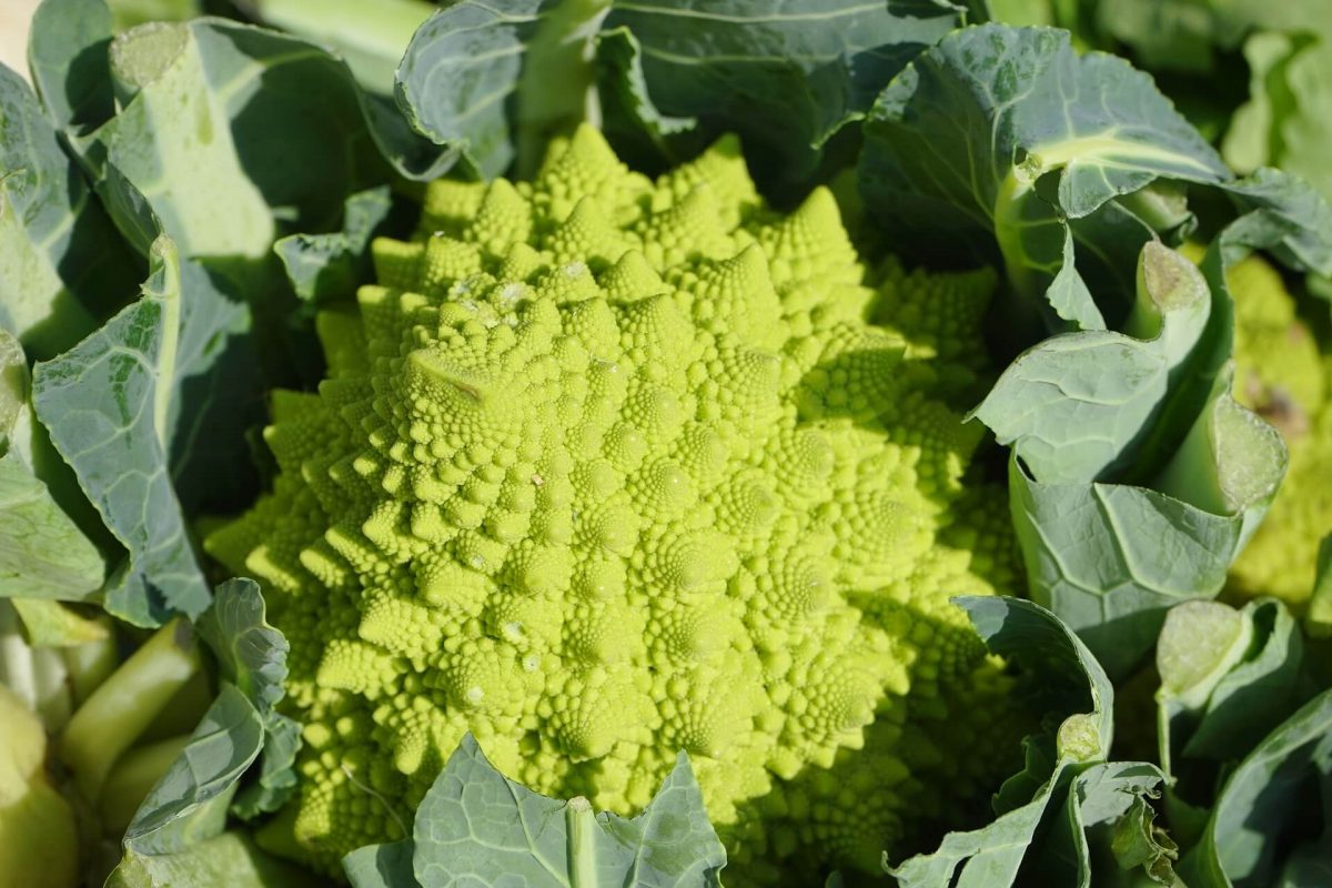 Romanesco Lebensmittel