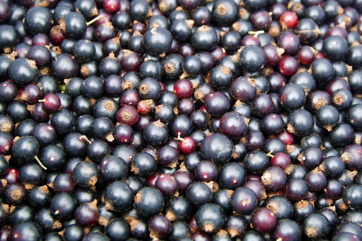 Schwarze Johannisbeere Vitamine